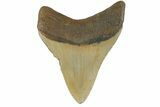 Fossil Megalodon Tooth - North Carolina #183339-1